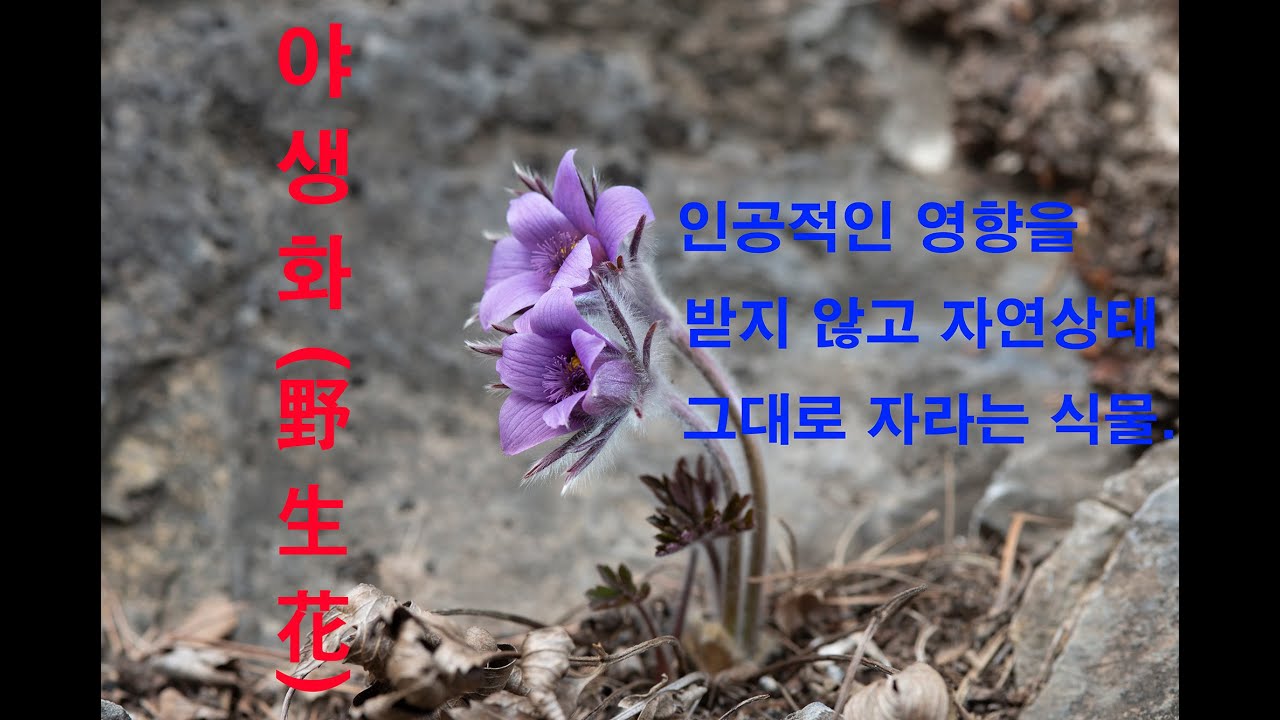 야생화 유튜브 썸네일