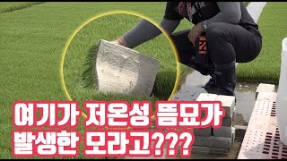 수도작 재배의 시작은 육묘!!! 올해 저온성 뜸묘가 생겼다는데.... 모가 좋은데???? 무슨 노하우가 있었…
