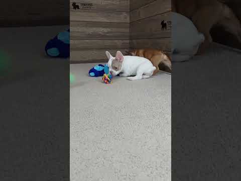 Video 4