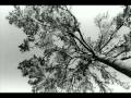 Peter Yarrow - Tall Pine Tree.flv