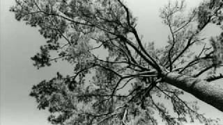 Peter Yarrow - Tall Pine Tree.flv