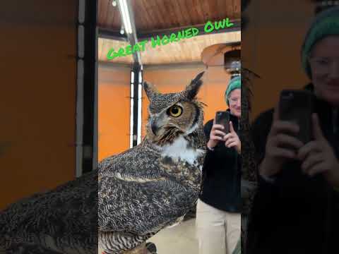Give a HOOT with a Great Horned Owl