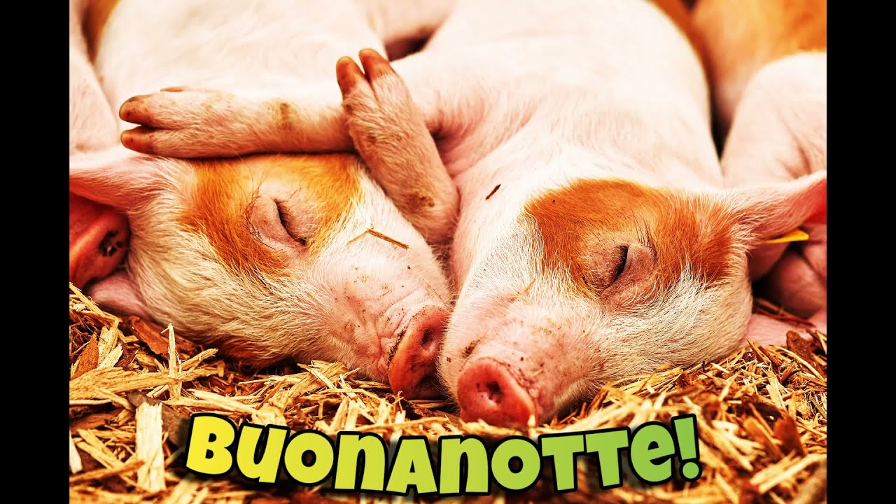 Buonanotte Immagini Bellissime GIF Animate Nuove di Auguri Divertenti con Animali che Sbadigliano 😴