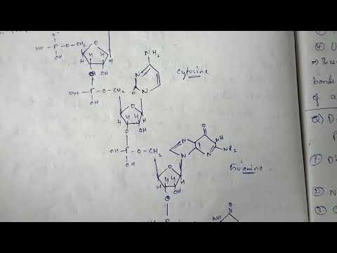 DNA REPLICATION part 1 BY PHANINDRA GUPTA