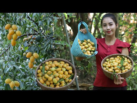 Harvest golden fruit in my homeland - Healthy fruit