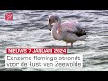 Zeldzame wintergast bij Zeewolde en schaatspret in aantocht | Dit is Flevoland
