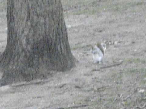 Esquilo safadinho...