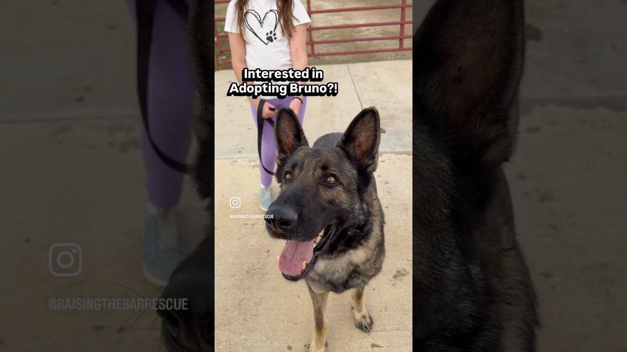 Bruno, an adopted German Shepherd Dog in Davenport, IA video 2/6