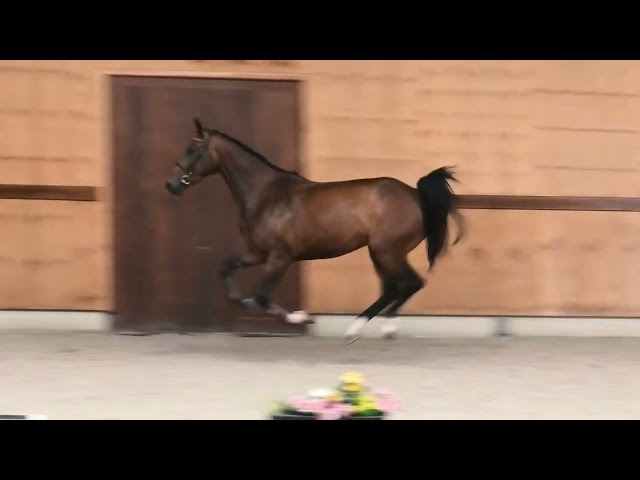 gaits