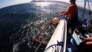 preview picture of video 'Baba Videos, Cage Diving with Great White Sharks at Gansbaai, GoPro'