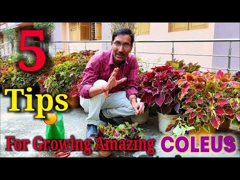 , title : '5 Simplest Tips for Growing Amazing Coleus at Home'
