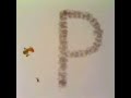 Letter P