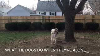 What our dogs do when they're alone | Paws Everywhere