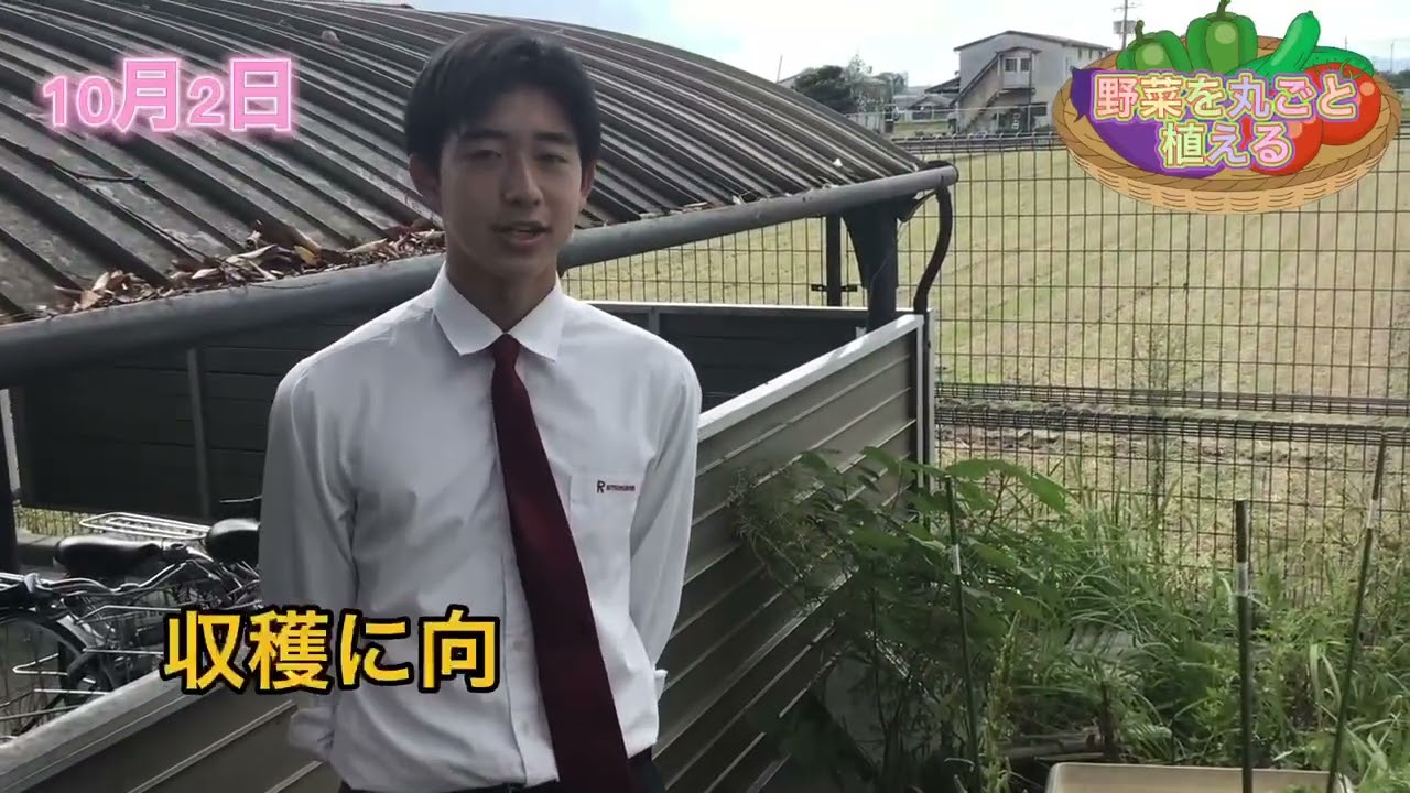 野菜を丸ごと植えたらどうなるのか