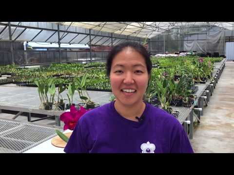 AOG Overgrown Cattleya Division Demo