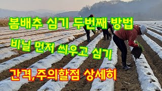 봄배추 심는방법 중 두번째 비닐 위에 심기 심는간격 주의할점 농튜브