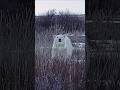 Joe Rogan Reveals the Mysterious T-34 Polar Bear