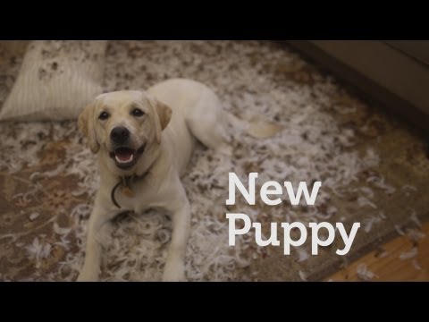 Petco Puppies