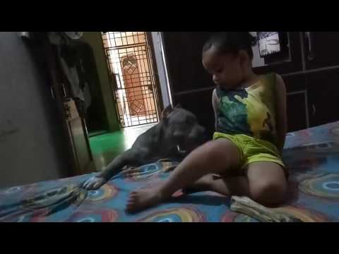 Fateh fun with roli American bully Dog is best