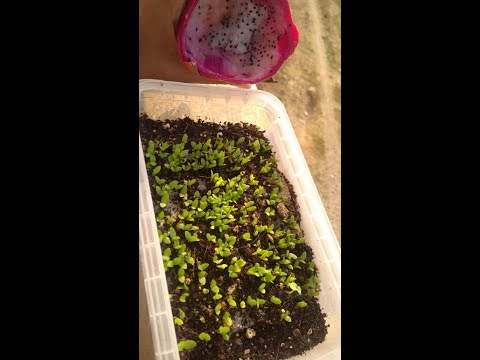 Growing dragon fruit plants from its seeds