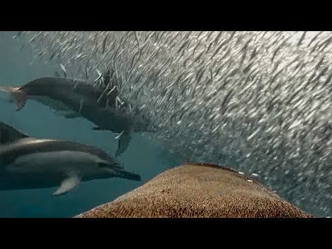 See how Fur Seals use Dolphins for free meals! | Animals With Cameras