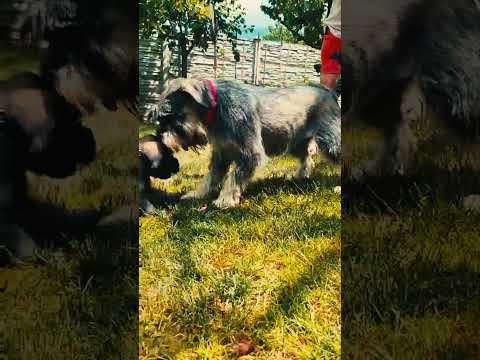 Standard Schnauzer puppy for sale