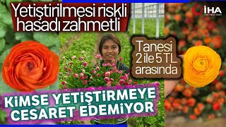 Yetiştirilmesi Riskli, Hasadı Zahmetli 'Düğün Çiçeği'