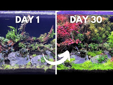 I Created A Vibrant Tropical River Scene | 20 Gallon Planted Aquarium @aprilsaquarium