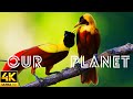 Our Planet Earth From Earth To Space High Seas Our Planet Cbeebies