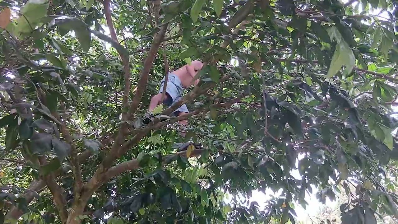 Esta cosecha no salió bien👎