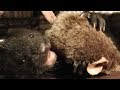 Rescued Mink Saved by YouTube Plays For the First Time