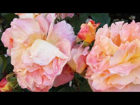 Veni Sponsa de Libano