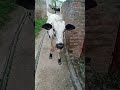 Bull Video Youtubeshorts Shorts Shortfeed
