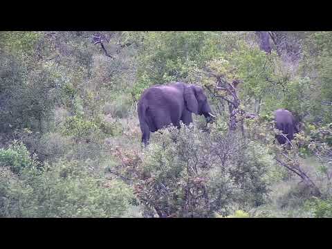 Djuma: Elephants drinking at dam - 09:35 - 11/12/2022