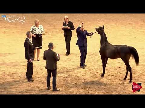 N.225 GRAND PRIX NA - LAS VEGAS 2019 - Arabian World Cup Junior ColtsGeldings ATH (Class 104).mp4
