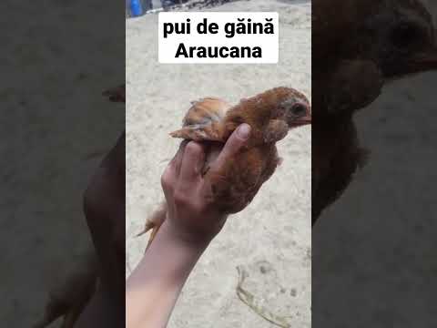 , title : 'pui de găină Araucana|Dă te rog o abonare.#araucana'