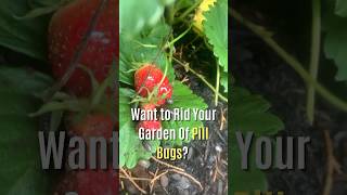 How to Control Pill bugs in Your Garden? #organicpestcontrol #shorts