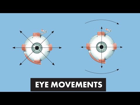 Eye Movements - Anatomical Movements vs Cardinal Positions of Gaze - MEDZCOOL