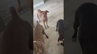 Video preview image #1 Unknown-Vizsla Mix Puppy For Sale in Lighthouse Point, FL, USA