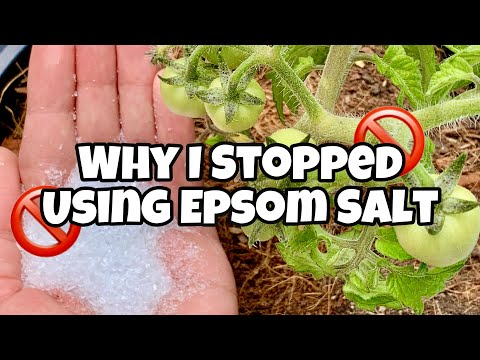 Ar Epsom druskos gali pakenkti augalams? Ar Epsom druskos gali pakenkti augalams?