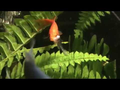 YouTube video about: Will goldfish eat smaller fish?