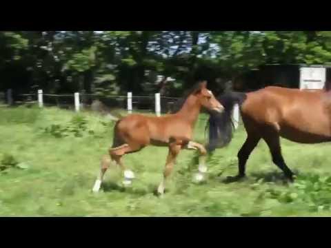 Kensington (Etoulon x Numero Uno x Lux Z)