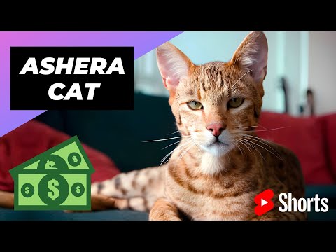 Ashera Cat 🐱 The Most Expensive Cat In The World #shorts #ashera #expensivecat