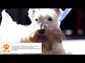 Scottish Terrier - Dogs 101 - SCOTTISH TERRIER - Top Dog Facts About the SCOTTISH TERRIER