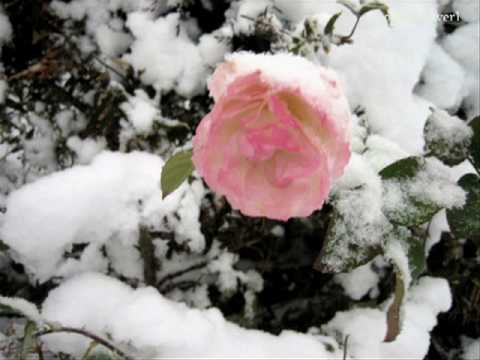 ♥♫ Frozen Rose - FIONA JOY