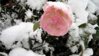 ♥♫ Frozen Rose - FIONA JOY