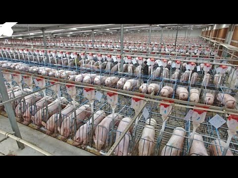 Model Farm Raising Millions of Pigs Every Year - Inside Modern Pig Processing Factory