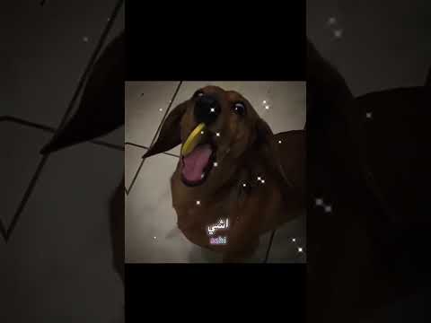 زمان اخر بث كان عبارة عن تنمر وربي ما اعيدها😭🥚#blackpink #اكسبلور #ترند #fypシ #دعم #اكستيز #shorts