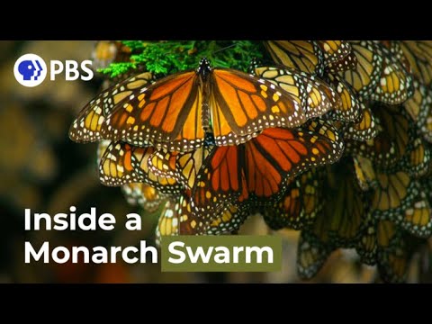 Watch the Monarch Butterfly Swarm in Gorgeous Detail!