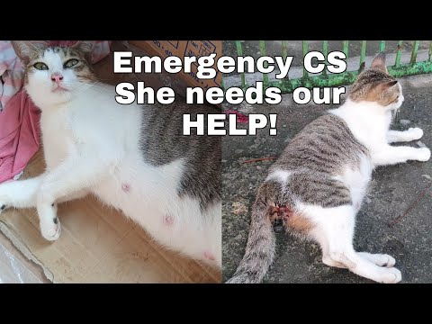 Cat giving birth [Emergency] Need CESAREAN SURGERY! WE NEED HELP!